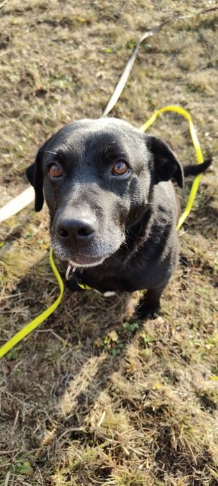 Leo- wspaniały i łagodny mix labrador czeka na dom