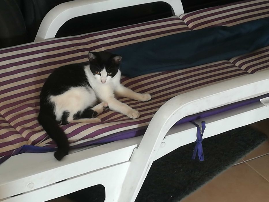 Gatinhos 4 meses - Adopção