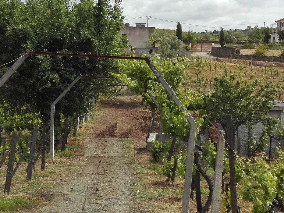 Quinta no Douro com terrenos e casa
