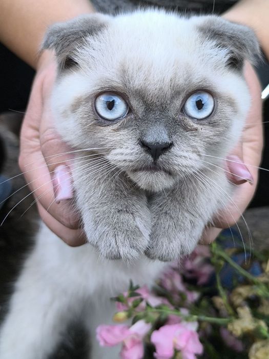 Кошенята Шотландські Блю Поінт