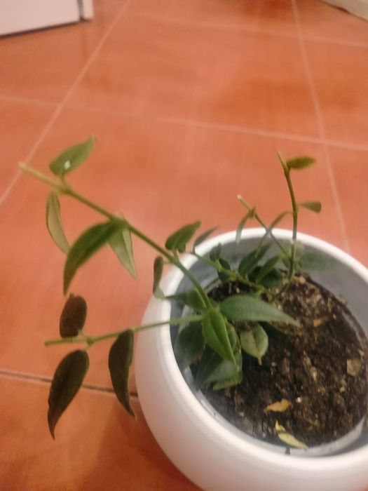 Hoja Bella,hoja Bella