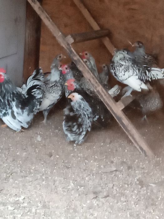 Sebrytki srebrne pary