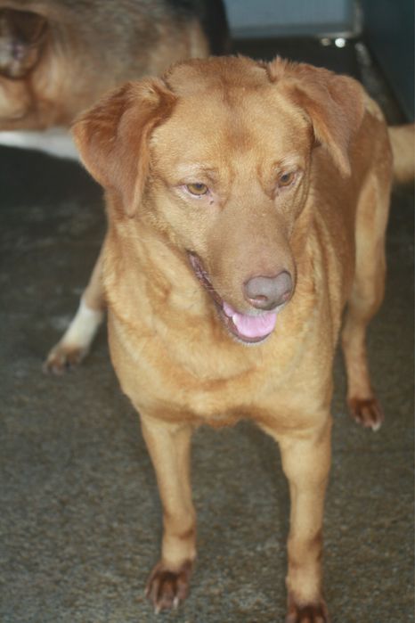 Betty cadela jovem porte medio grande