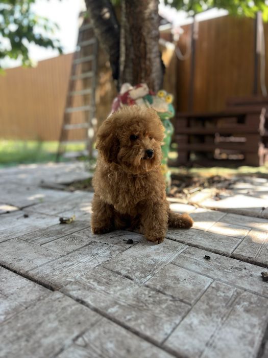 Маленький мальтіпу хлопчик Red Brown, 3,5 місяці