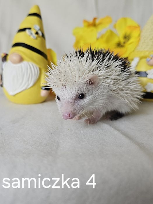 Jeż pigmejski Jeż afrykański