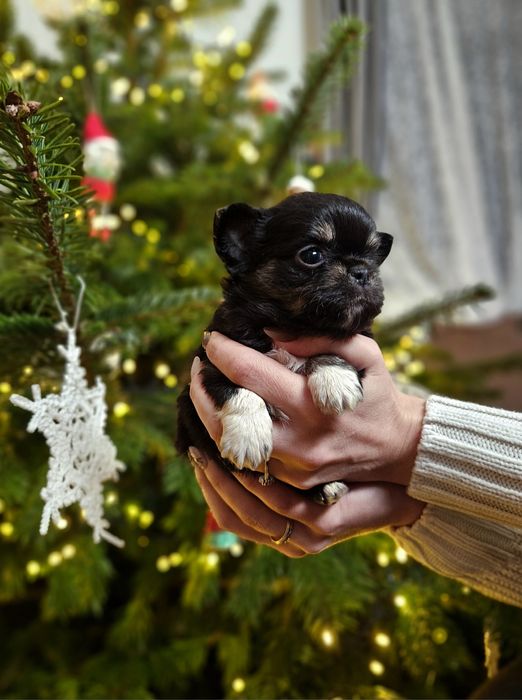Chihuahua suczka piękna dziewczynka