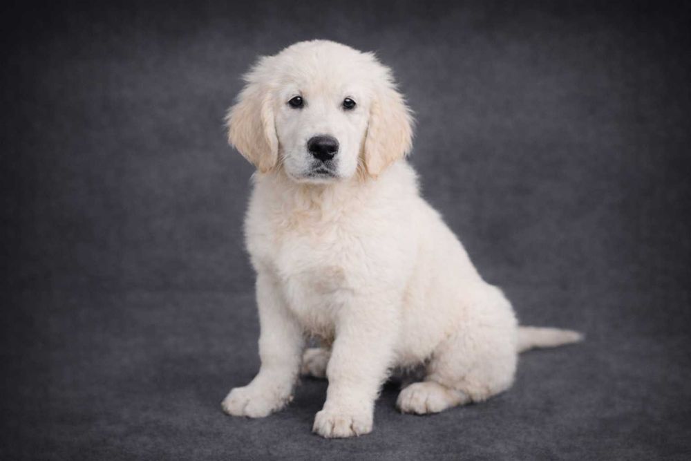 Golden Retriever kremowy piesek ZKwP FCI