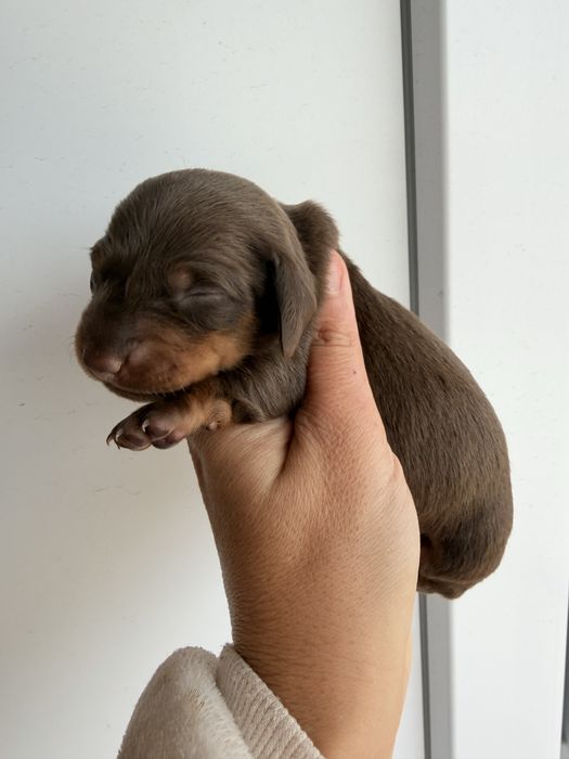 teckel macho chocolate