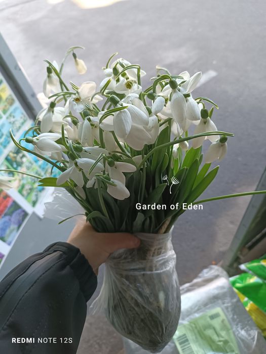 Луковицы подснежника Нивали. цибулинки первоцвіту.