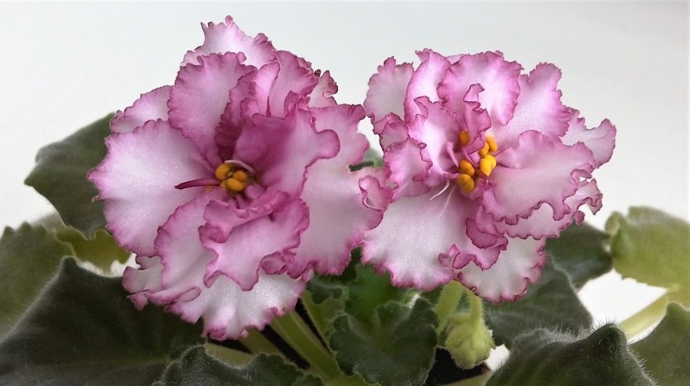 Сортовые  ФИАЛКИ