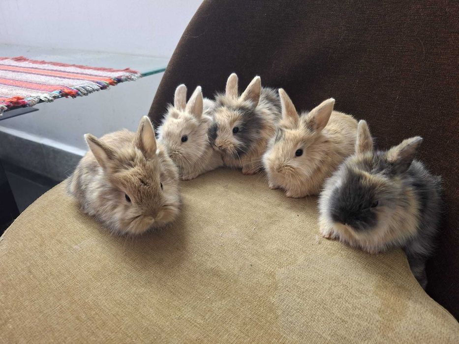 Króliki Miniaturki Bardzo Ładne Zadbane Zapraszam