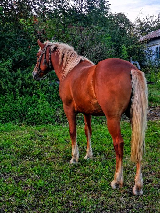 Продам молоду кобилу