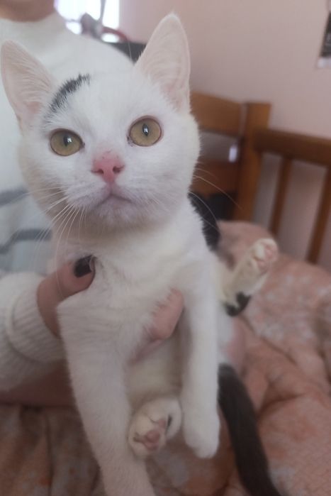 Віддам кішечку в гарні руки