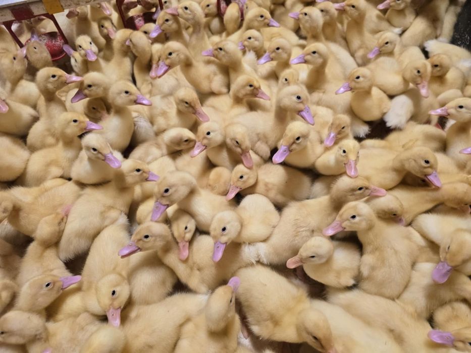 Kaczki Pekin maksimus ! Zapisy na koniec Stycznia! Dowóz do klient