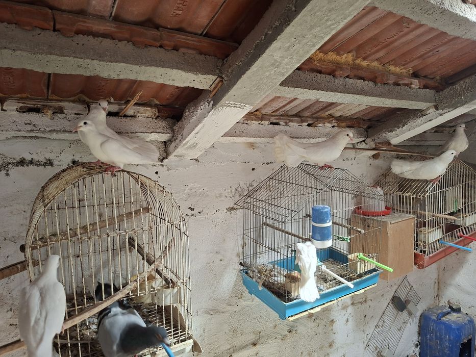 Pombos lindos..grandes..leque..