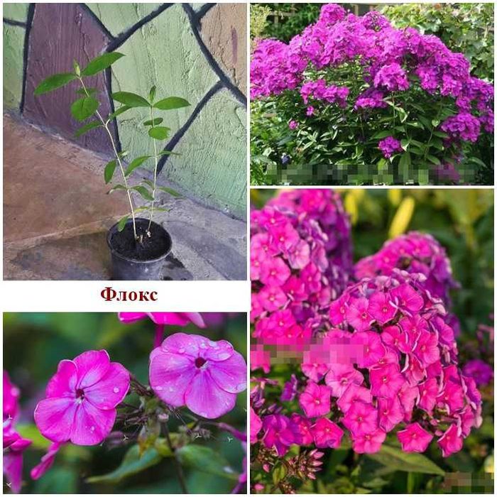 Знижки: Гортензія, бересклет, флокс, лаванда, спірея, кніфофія, чебрец