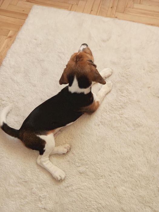 Beagle Piesek Szczeniak