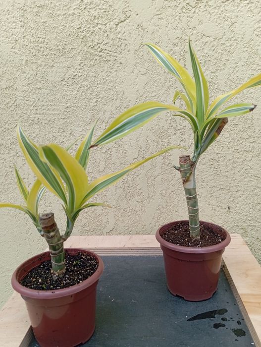 Драцена  Лемон лайм , Драцена Маргіната ,юка