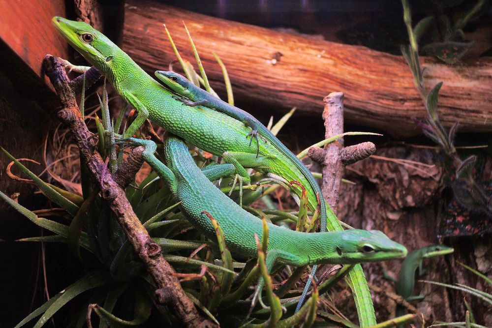 jaszczurka trawiasta, takydromus dorsalis, zielona, dzienna, nie gekon