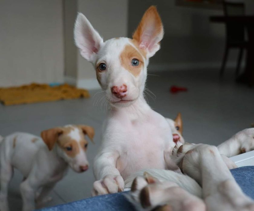 Ibizian Hound com 3 meses