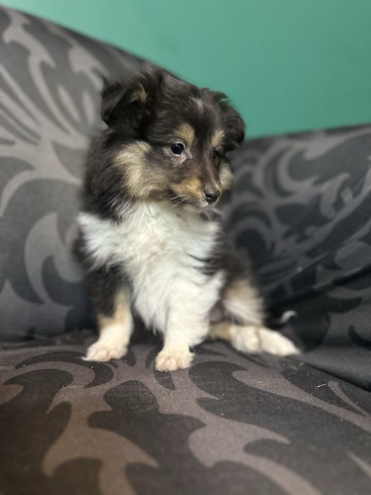 Owczarek szetlandzki sheltie tricolor suczka