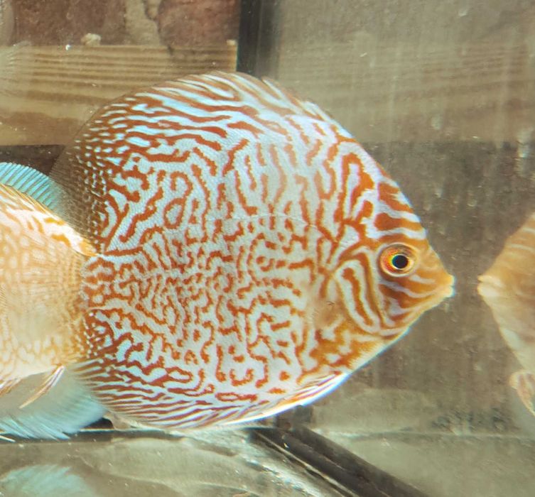 MISIEKZOO Dyskowce - Paletki Red Melon / Rozmiar 9-10 cm / Różne