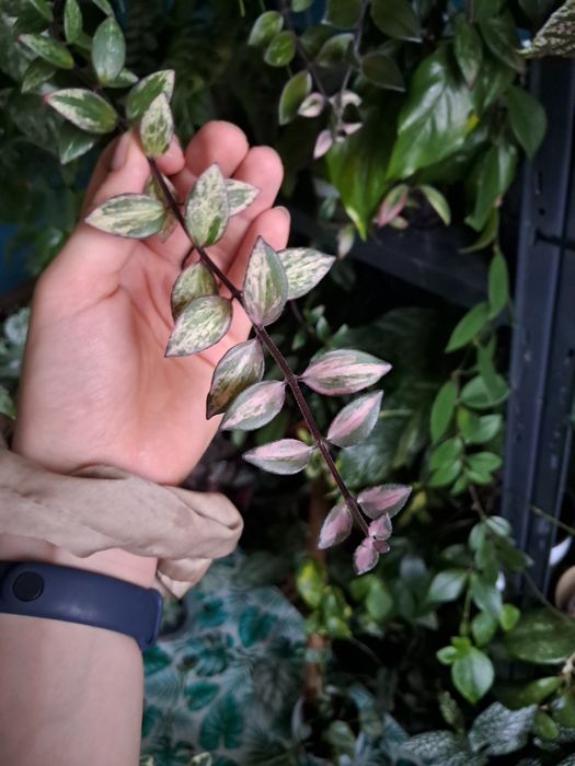 Aeschynanthus variegata cięty