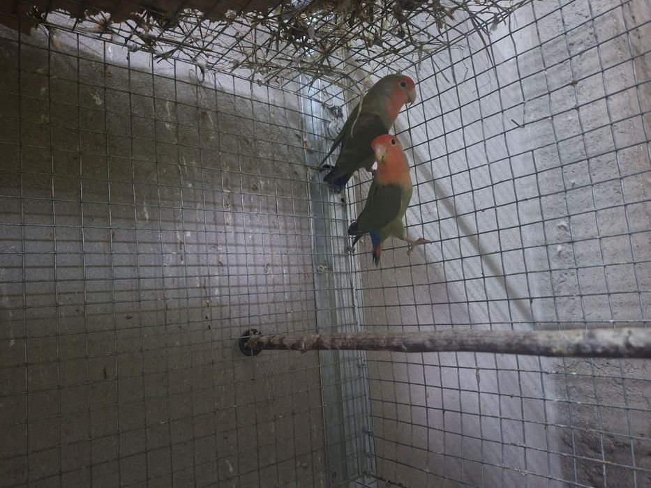 Vendo casais de agapornis