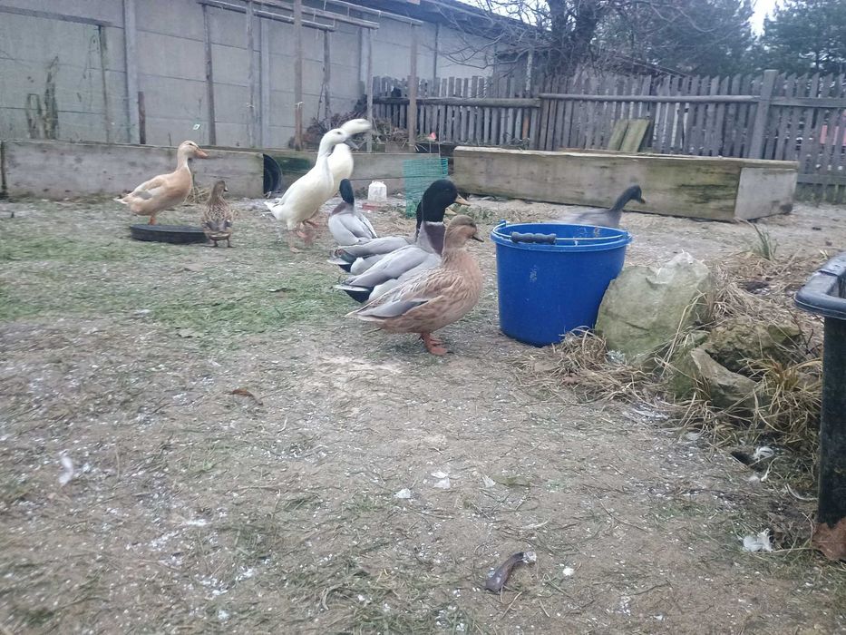 Call duck 3 pary ! Kaczka karzełek !