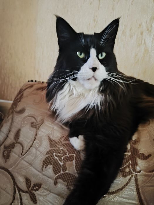 В'язка злучка (случка) кіт Мейн-Кун