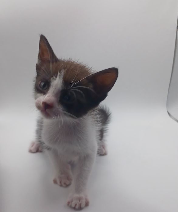 Gatos bebés para adopção responsável