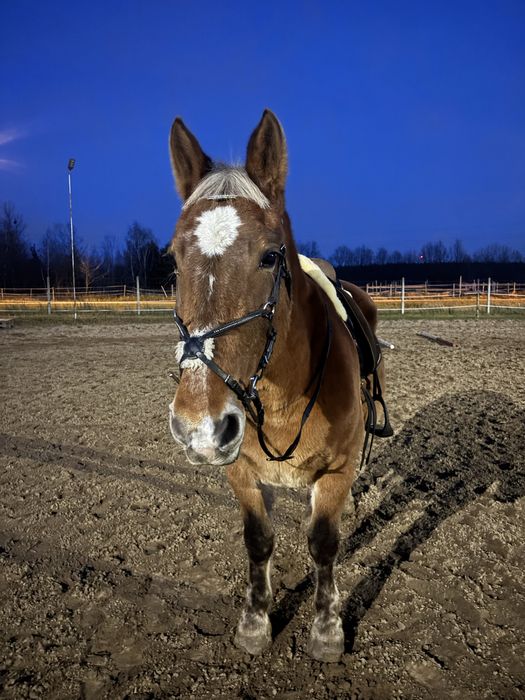 Klacz 15 lat PKZ !PILNIE!
