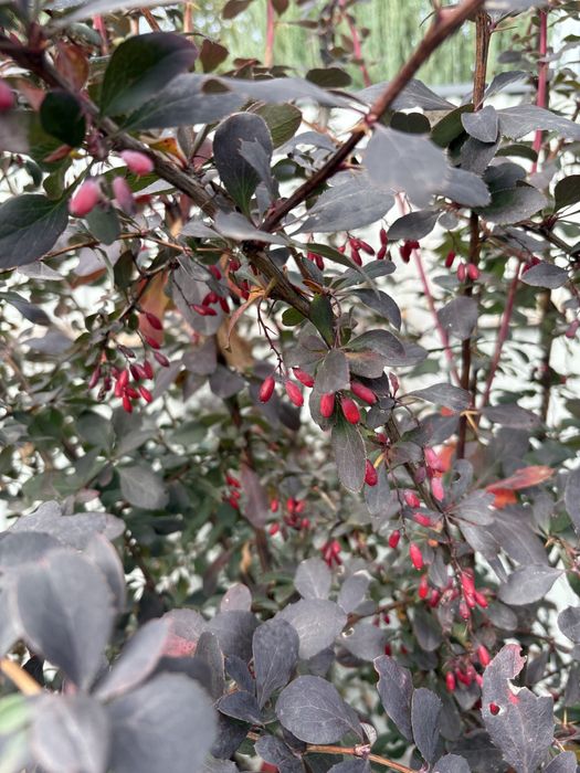 Туя, ялівець, верба, хоста, спірея, барбарис, сумах, овсянниця