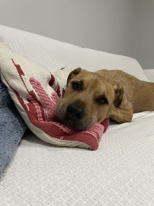 Frycio - kochany, energiczny pies szuka domu