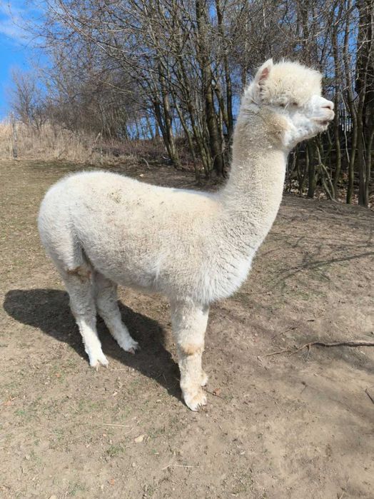 OKAZJA! Stado 7 alpak huacaya