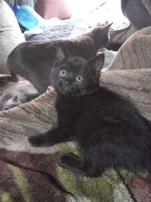 Чорна гарнюня Блекі, 2 міс. Весела і цікава