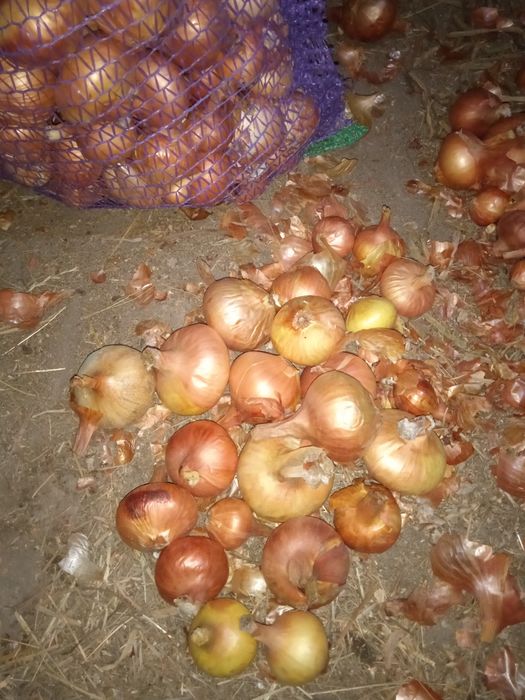 Цибуля їстівна. Морква.