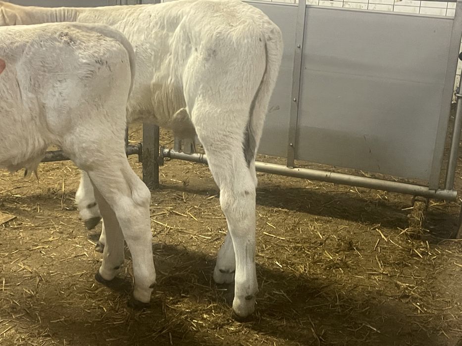 Cielaki i odsadki miesne jaloweczki byczki