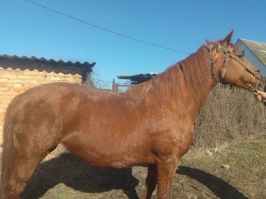 Продам лошадь  хорошую