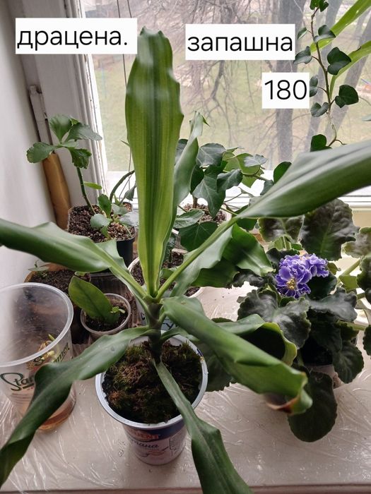 Драцена запашна,варієгантна