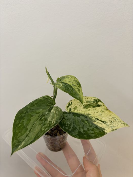 Scindapsus Halimoon