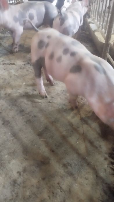 Продам поросят живою вагою