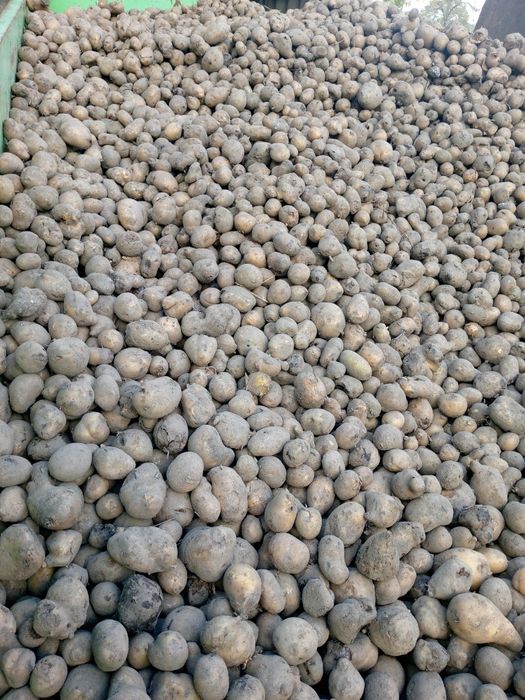 Ziemniaki odpadowe 50gr