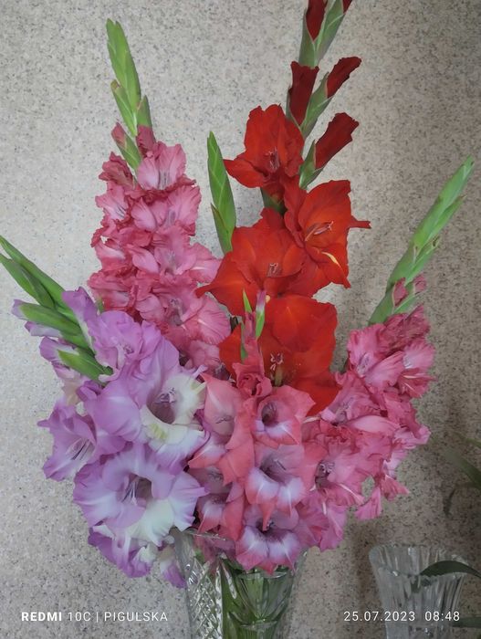 Набір  цибулин гладіолусів 10 шт, суміш