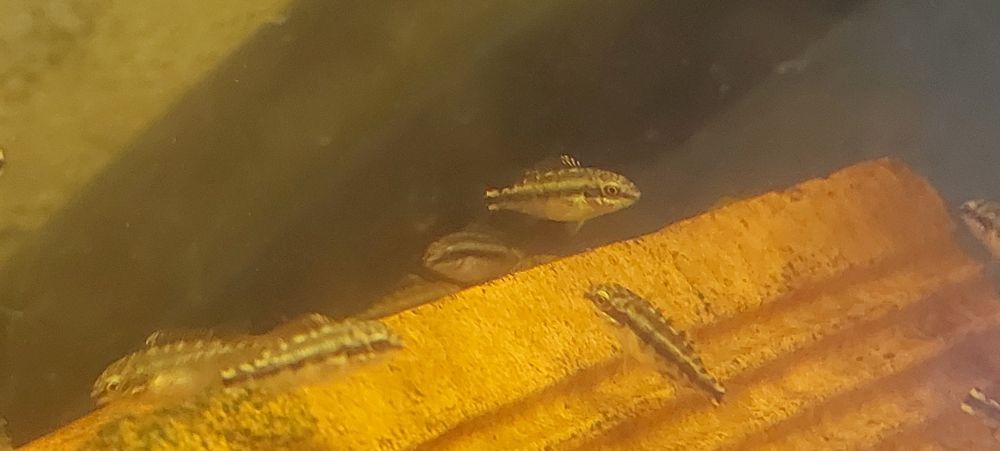 Vendo peixes de criação própria