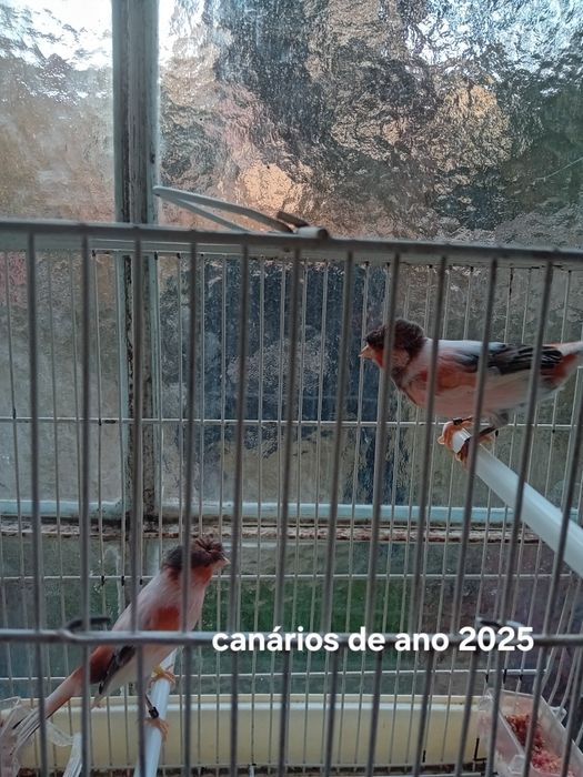 Canário de 2025 alecrins