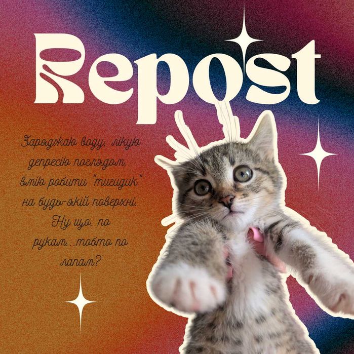 Кошеня шукає родину!