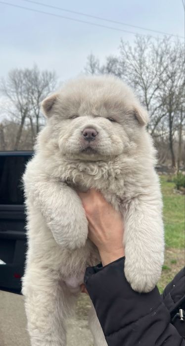 Хлопчик чау . Є доставка