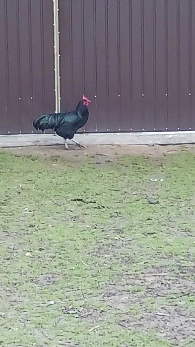 Sprzedam Koguta Australop