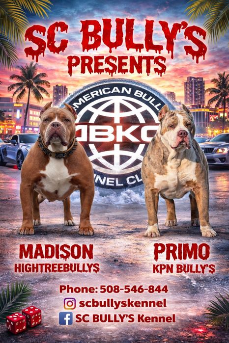 American Bully XL ABKC merle tricolor